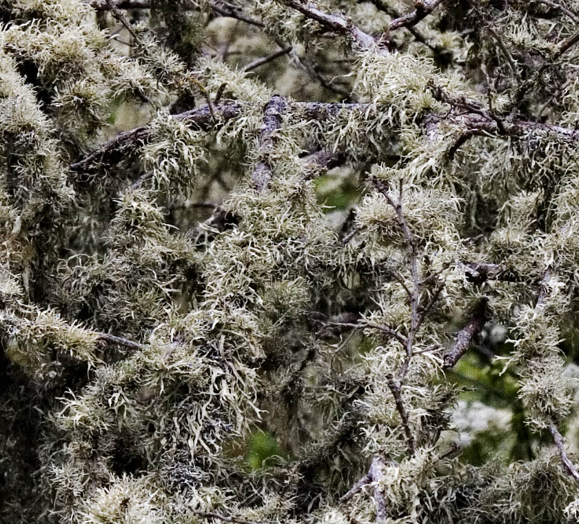 _MG_0372CRFPS